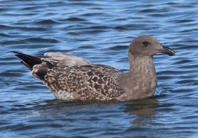 Western Gull; juvenile