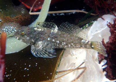 Wooly Sculpin