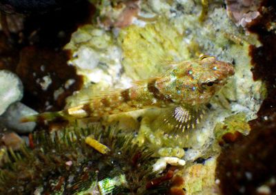 Wooly Sculpin