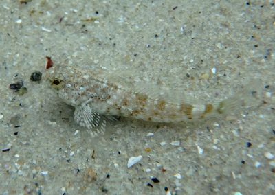Wooly Sculpin