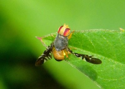 Xanthaciura Fruit Fly species; male