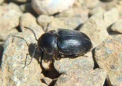 Xyletinus Death-watch Beetle species