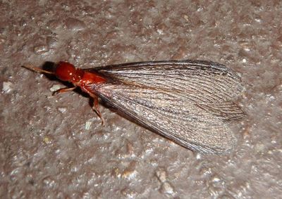 Zootermopsis Dampwood Termite species