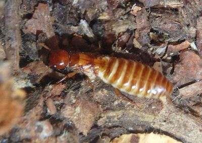 Zootermopsis Dampwood Termite species; female