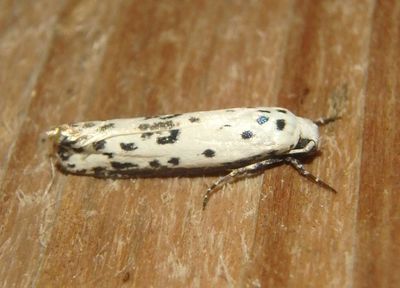 0994 - Ethmia bittenella; Twirler Moth species