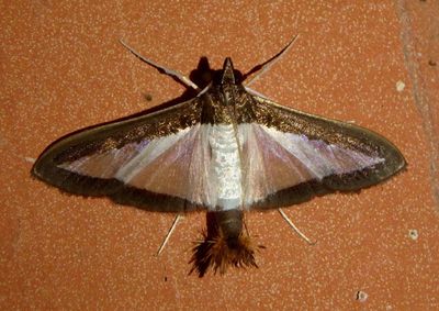 5204 - Diaphania hyalinata; Melonworm Moth