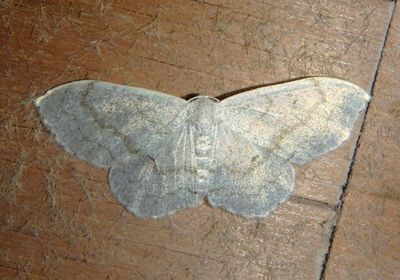7148 - Acratodes suavata; Geometrid Moth species