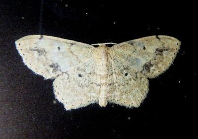 7152 - Scopula compensata; Geometrid Moth species
