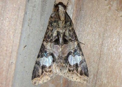 8604 - Melipotis famelica; Owlet Moth species