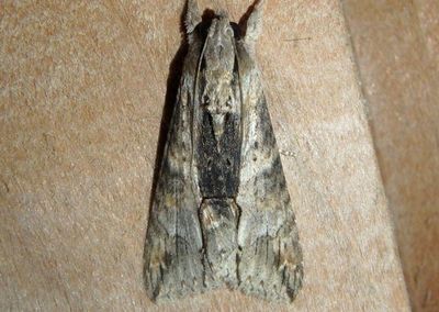8610 - Melipotis acontioides; Royal Poinciana Moth
