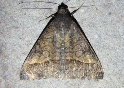 8743 - Mocis latipes; Small Mocis