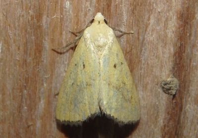 9045.1 - Marimatha piscimala; Owlet Moth species