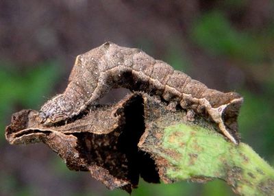 9702 - Condica albigera; Boneset Groundling caterpillar