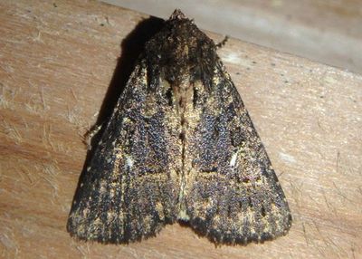 9702 - Condica albigera; Boneset Groundling