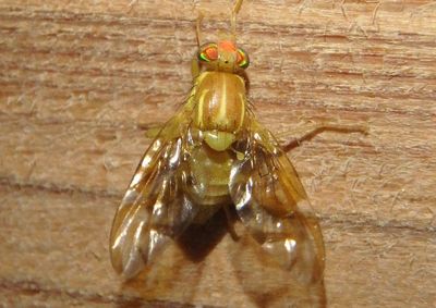 Anastrepha ludens; Mexican Fruit Fly; exotic