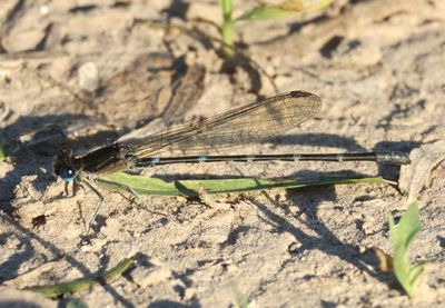Argia translata; Dusky Dancer; male