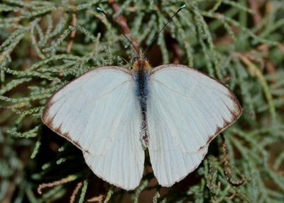 Ascia monuste; Great Southern White
