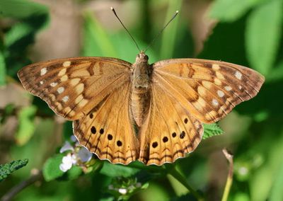 Asterocampa clyton louisa; Louisa Tawny Emperor; female