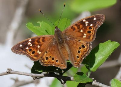Asterocampa leilia; Empress Leilia