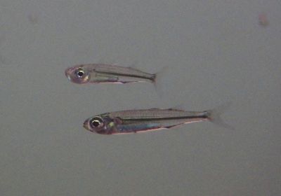 Hardhead Silversides
