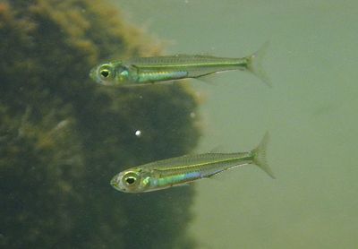 Hardhead Silversides