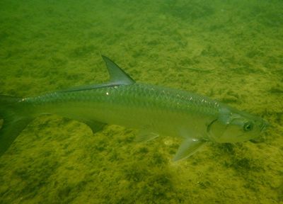 Atlantic Tarpon