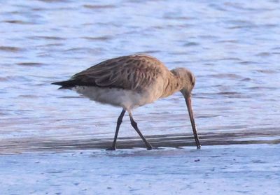 Bar-tailed Godwit; basic