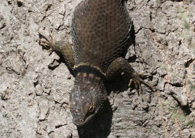 Blue Spiny Lizard