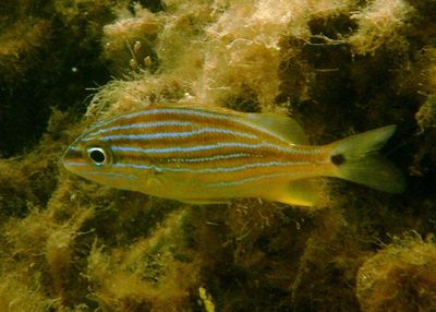 Bluestriped Grunt; juvenile