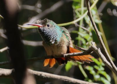 Buff-bellied Hummingbird 