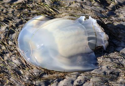 Cannonball Jellyfish