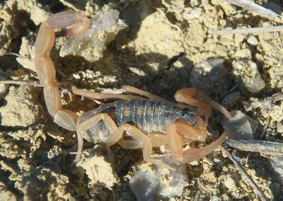 Centruroides vittatus; Striped Bark Scorpion