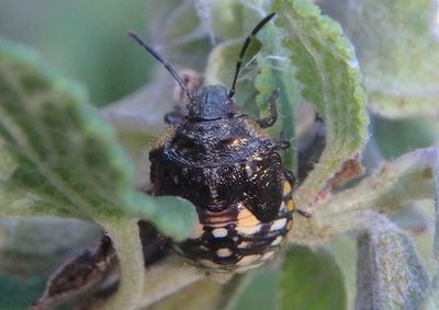 Chinavia marginata; Green Stink Bug species nymph