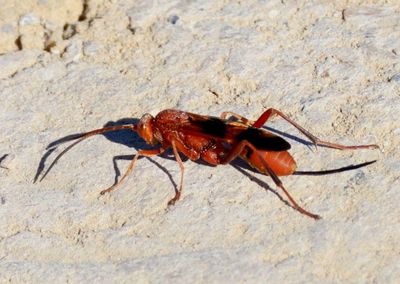 Compsocryptus texensis; Ichneumon Wasp species; female