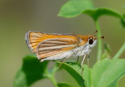 Copaeodes minima; Southern Skipperling