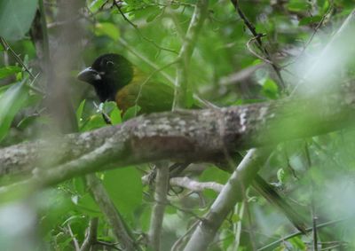 Crimson-collared Grosbeak; female