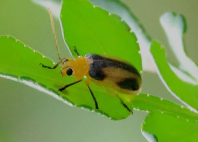 Derospidea ornata; Skeletonizing Leaf Beetle species 