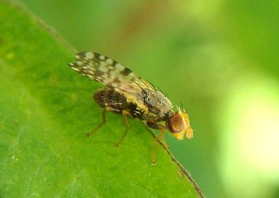 Dioxyna picciola; Fruit Fly species; male