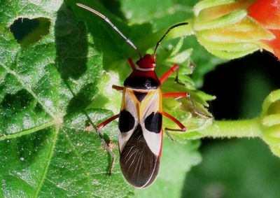 Dysdercus concinnus; Pale Red Bug