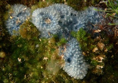 Dysidea etheria; Sponge species