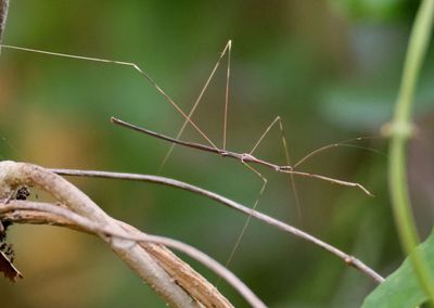 Emesaya brevipennis; Thread-legged Bug species 