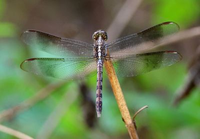 Erythrodiplax umbrata; Band-winged Dragonlet; young male