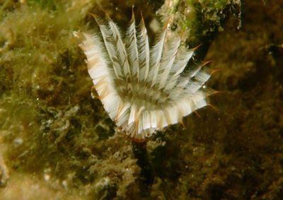 Feather Duster Worm species