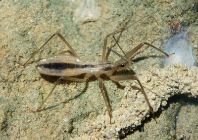 Fitchia aptera; Assassin Bug species