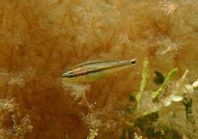 French Grunt; juvenile