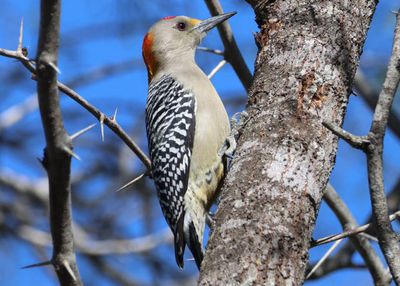 Golden-fronted Woodpecker; male