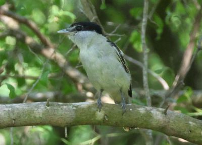 Gray-collared Becard; young male