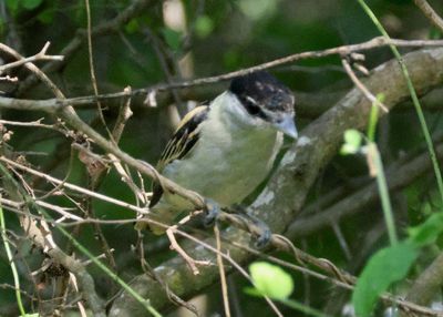 Gray-collared Becard; young male 