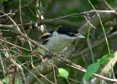 Gray-collared Becard; young male