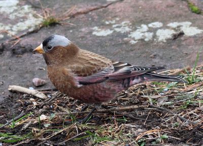 Gray-crowned Rosy-Finch; male